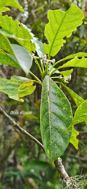 33 Antirhea borbonica Bois d'osto Rubiaceae INDIGENE LA REUNION