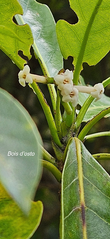34 Antirhea borbonica Bois d'osto Rubiaceae INDIGENE LA REUNION