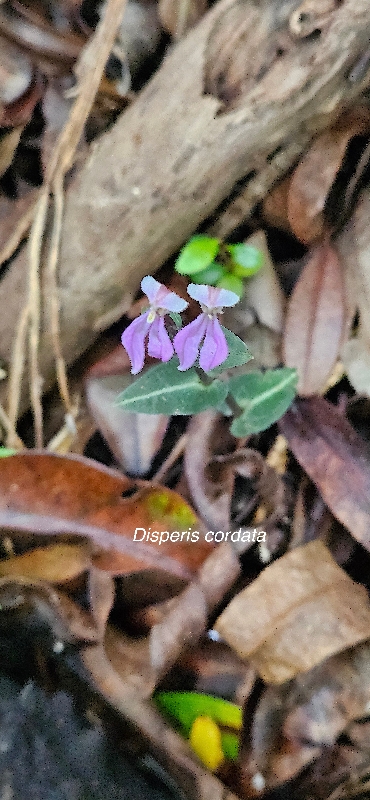 35 Disperis cordata Orchidaceae INDIGENE LA REUNION