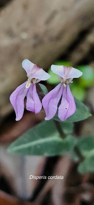 36 Disperis cordata Orchidaceae INDIGENE LA REUNION 