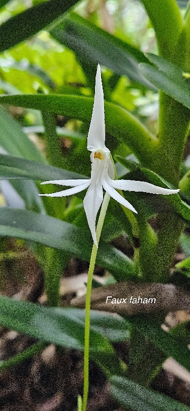 37Jumellea recta  Faux faham Orchidaceae ENDEMIQUE MASCAREIGNES 