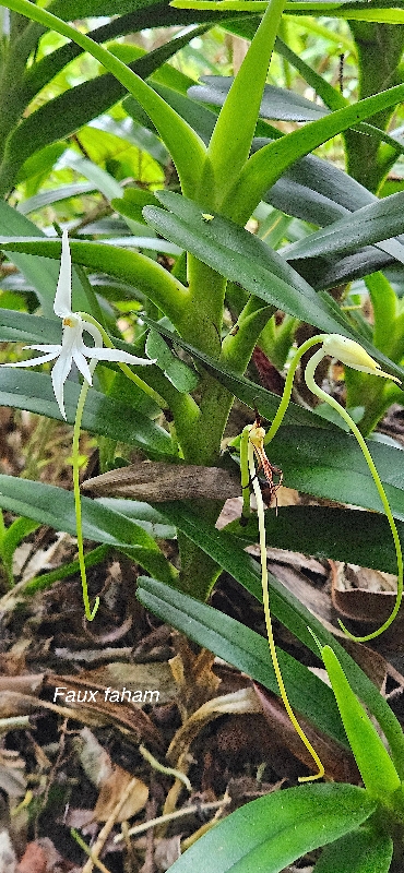38 Jumellea recta Faux faham Orchidaceae ENDEMIQUE MASCAREIGNES .