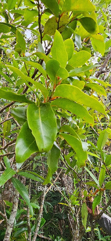 39 Olax psittacorum Bois d'effort Olacaceae ENDEMIQUE LA REUNION, MAURICE