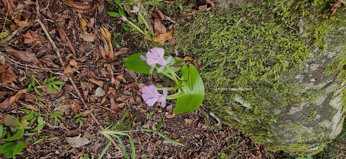 4 Cynorkis purpurascesns Orchidaceae INDIGENE LA REUNION 