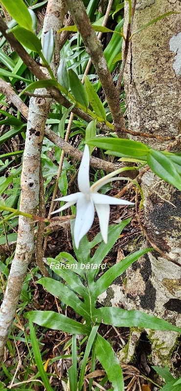 40 Angraecum mauritianum Faham bâtard  Orchidaceae INDIGENE LA REUNION