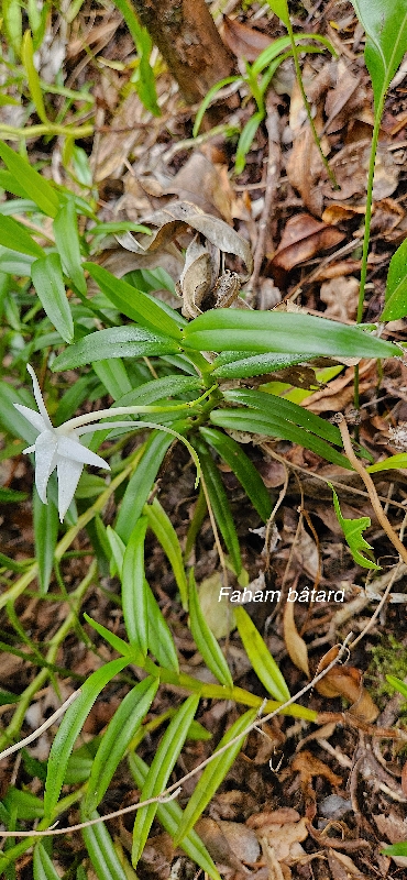 41 Angraecum mauritianum Faham bâtard Orchidaceae INDIGENE LA REUNION