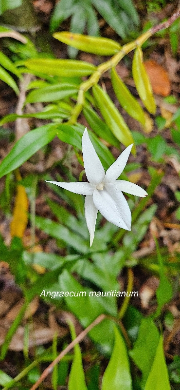 42 Angraecum mauritianum Faham bâtard  Orchidaceae INDIGENE LA REUNION 