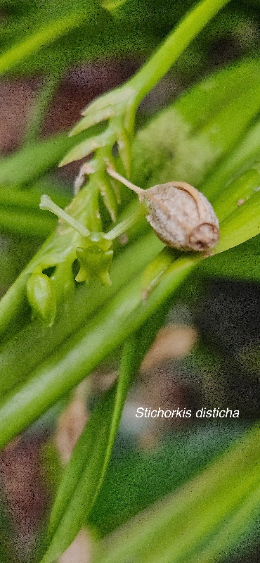43 Stichorkis disticha  Orchidaceae INDIGENE LA REUNION