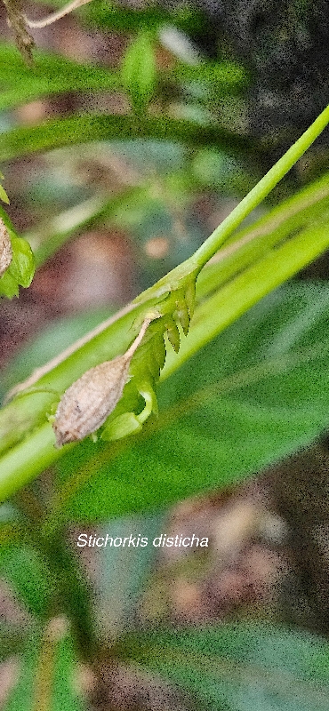 44 Stichorkis disticha Orchidaceae INDIGENE LA REUNION 