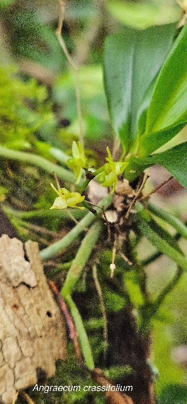 45 Angraecum caulescens Orchidaceae ENDEMIQUE LA REUNION