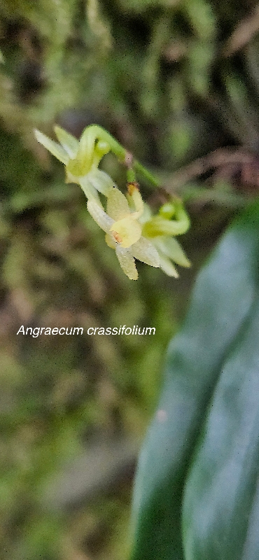 46 Angraecum crassifolium Orchidaceae ENDEMIQUE LA REUNION