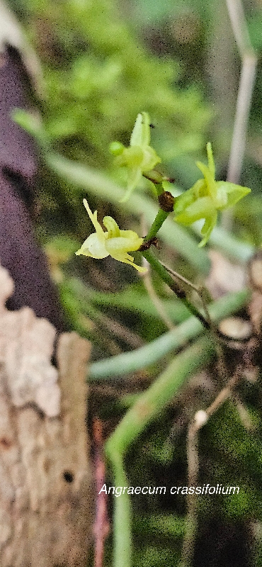 47 Angraecum crassifolium Orchidaceae ENDEMIQUE LA REUNION