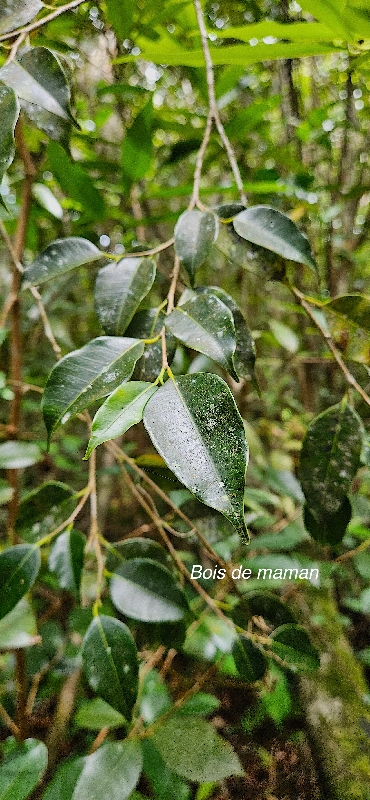 48 Maillardia borbonica Bois de maman Moraceae ENDEMIQUE LA REUNION 