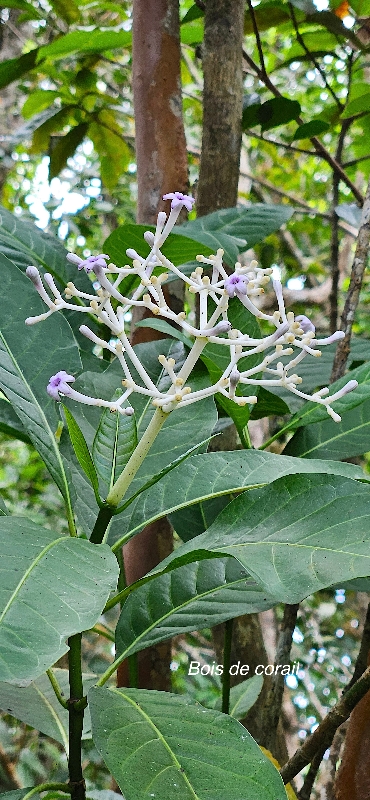 49 Chassalia corallioides Bois de corail Rubiaceae ENDEMIQUE LA REUNION 
