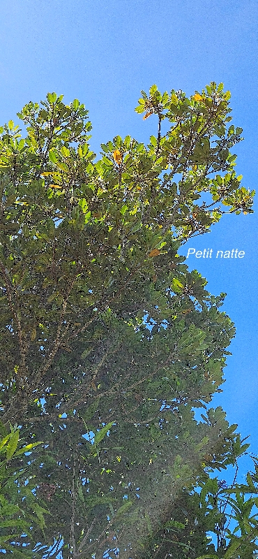 5 Labourdonnaisia calophylloides Petit natte Sapotaceae ENDEMIQUE LA REUNION, MAURICE 