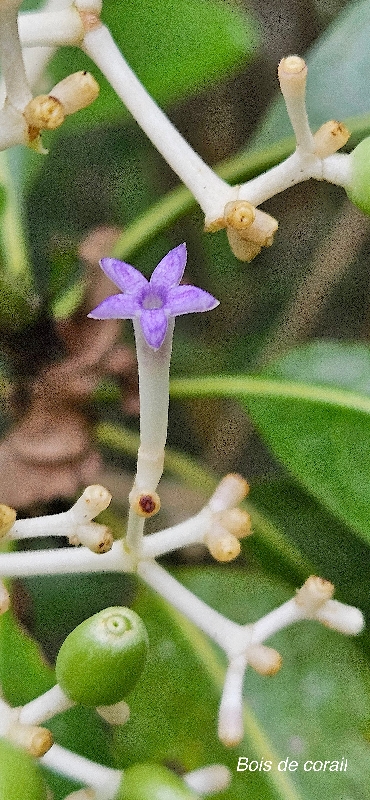 50 Chassalia corallioides Bois de corail Rubiaceae ENDEMIQUE LA REUNION 