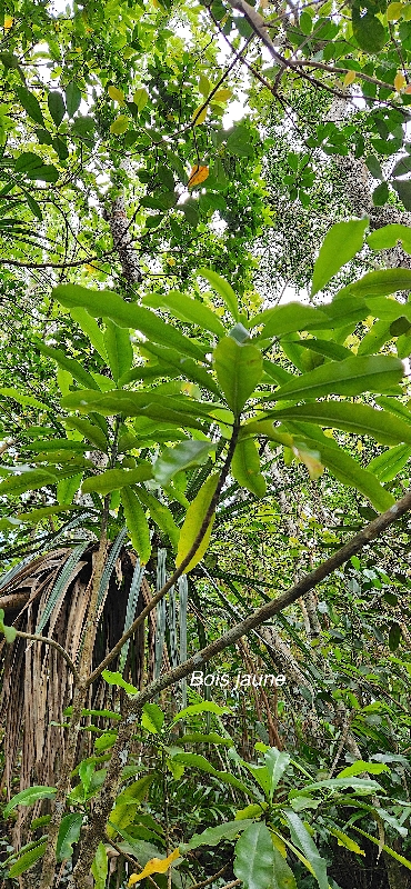 51 Ochrosia borbonica Bois jaune Apocynaceae ENDEMIQUE LA REUNION, MAURICE