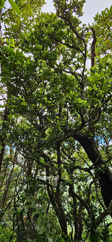 52 Myonima obovata Prune rat Rubiaceae ENDEMIQUE LA REUNION, MAURICE