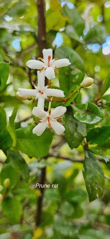 53 Myonima obovata Prune rat Rubiaceae ENDEMIQUE LA REUNION, MAURICE