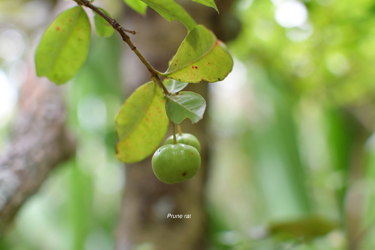 54 Myonima obovata Prune rat Rubiaceae ENDEMIQUE LA REUNION, MAURICE