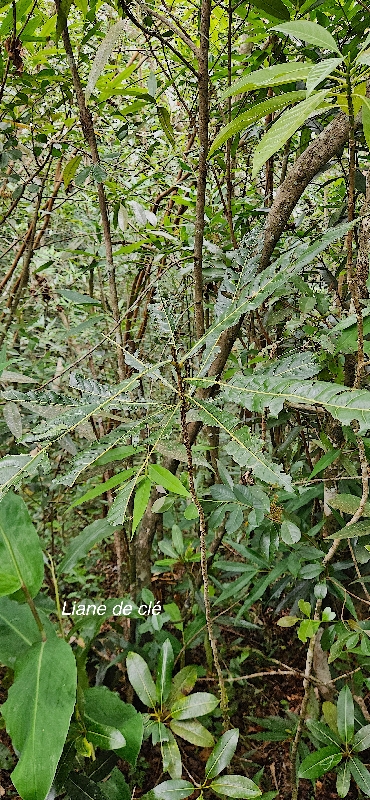 55 Hugonia serrata liane de clé Linaceae ENDEMIQUE LA REUNION, MAURICE