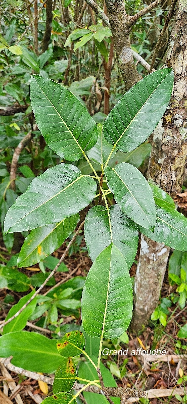 56 Ficus densifolia Grand affouche Moraceae ENDEMIQUE LA REUNION, MAURICE