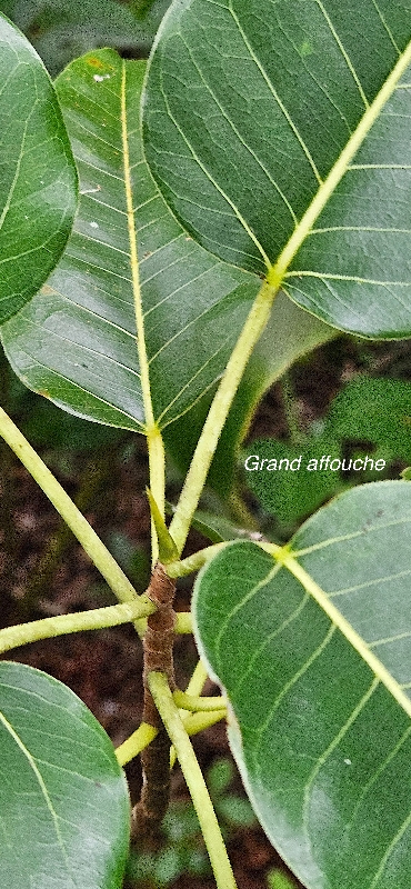 57 Ficus densifolia Grand affouche Moraceae ENDEMIQUE LA REUNION, MAURICE