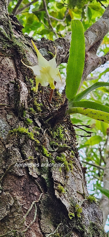 58 Aeranthes arachnitis Orchidaceae ENDEMIQUE MASCAREIGNES