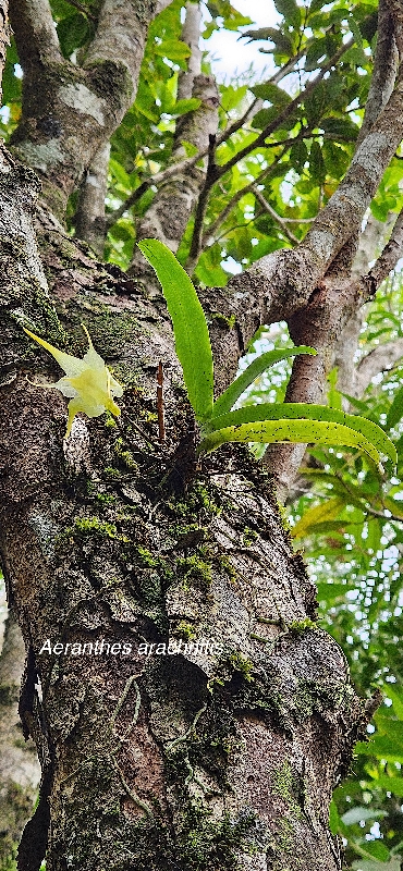 59 Aeranthes arachnitis Orchidaceae ENDEMIQUE MASCAREIGNES