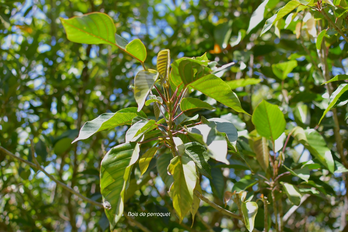 6 Hancea integrifolia Bois de perroquet Euphorbiaceae ENDEMIQUE LA REUNION, MAURICE
