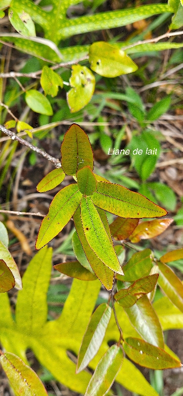 60 Secamone dilapidans Liane de lait Apocynaceae ENDEMIQUE LA REUNION, MAURICE