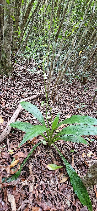 61 Calanthe sylvatica Orchidaceae INDIGENE LA REUNION