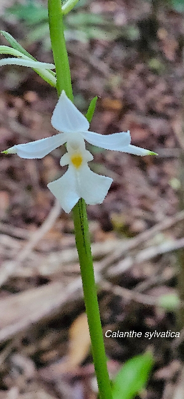 62 Calanthe sylvatica Orchidaceae INDIGENE LA REUNION