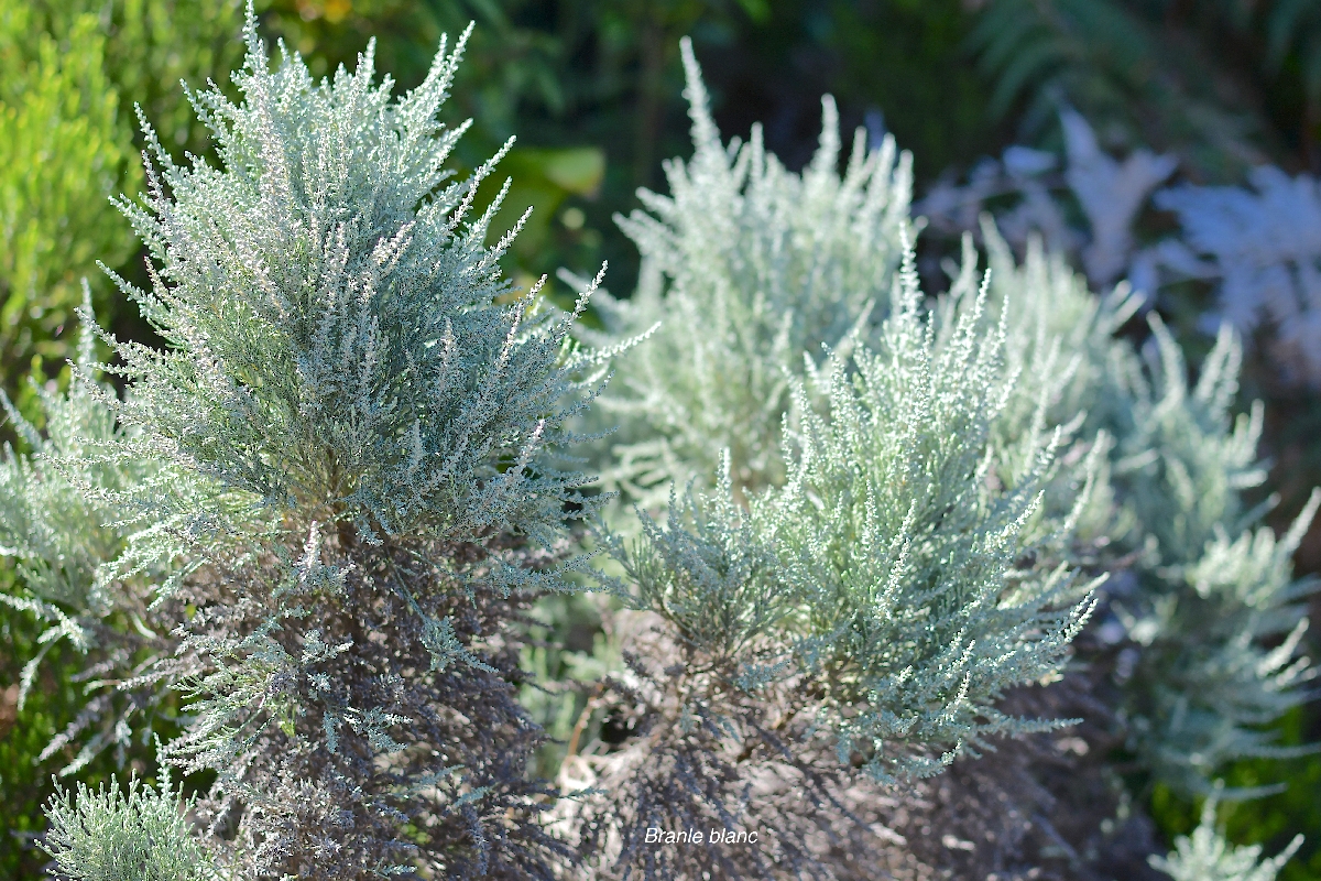 63 Stoebe passerinoides Branle blanc Asteraceae ENDEMIQUE LA REUNION .