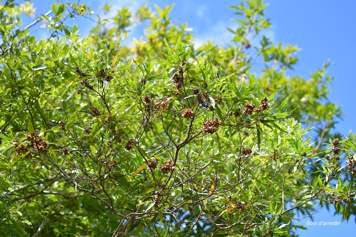 64 Dodonaea viscosa Bois d'arnette Sapindaceae INDIGENE LA REUNION
