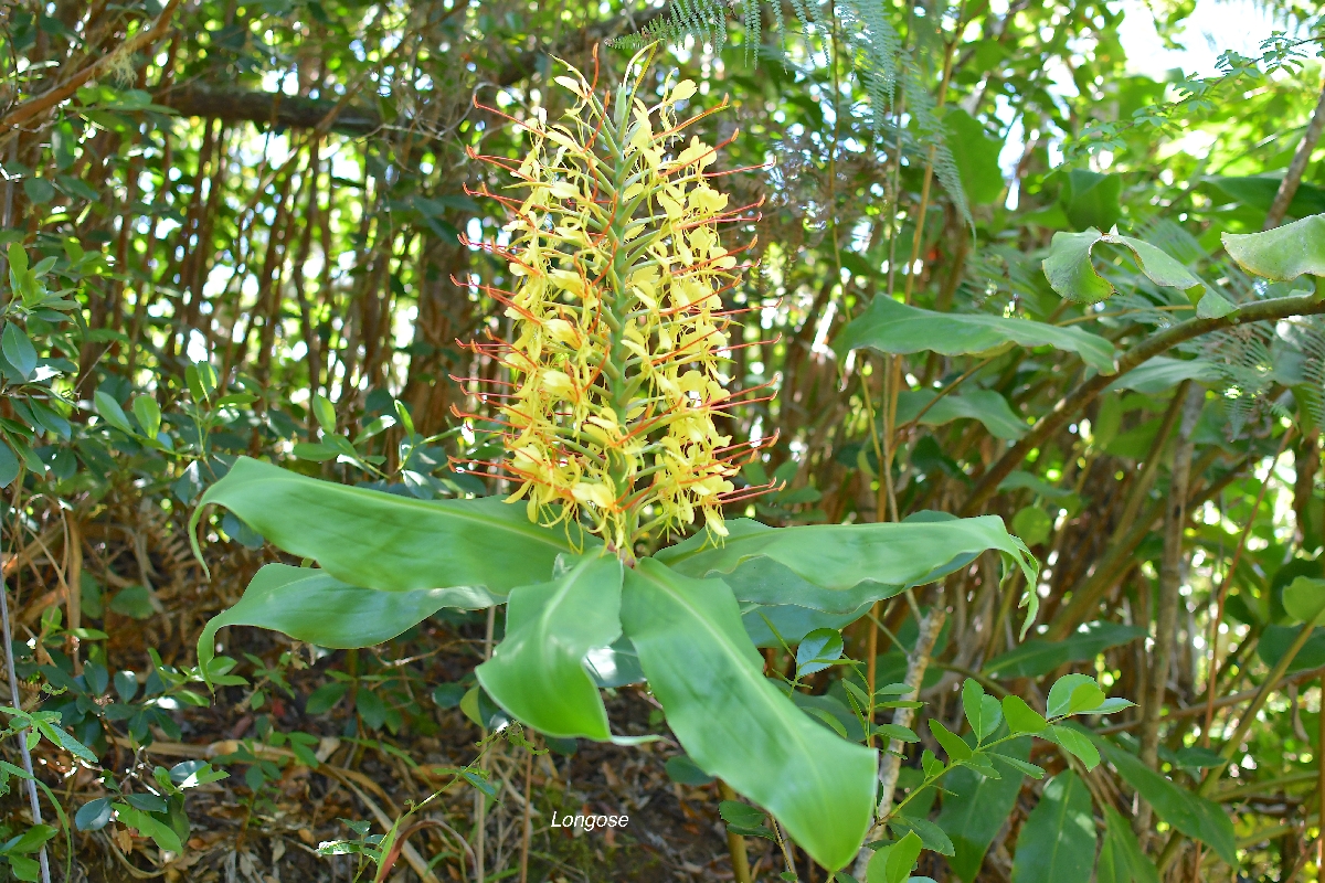 65 Hedychium gardnerianum Longose Zingiberaceae  AMPHINATURALISE TRES ENVAHISSANT