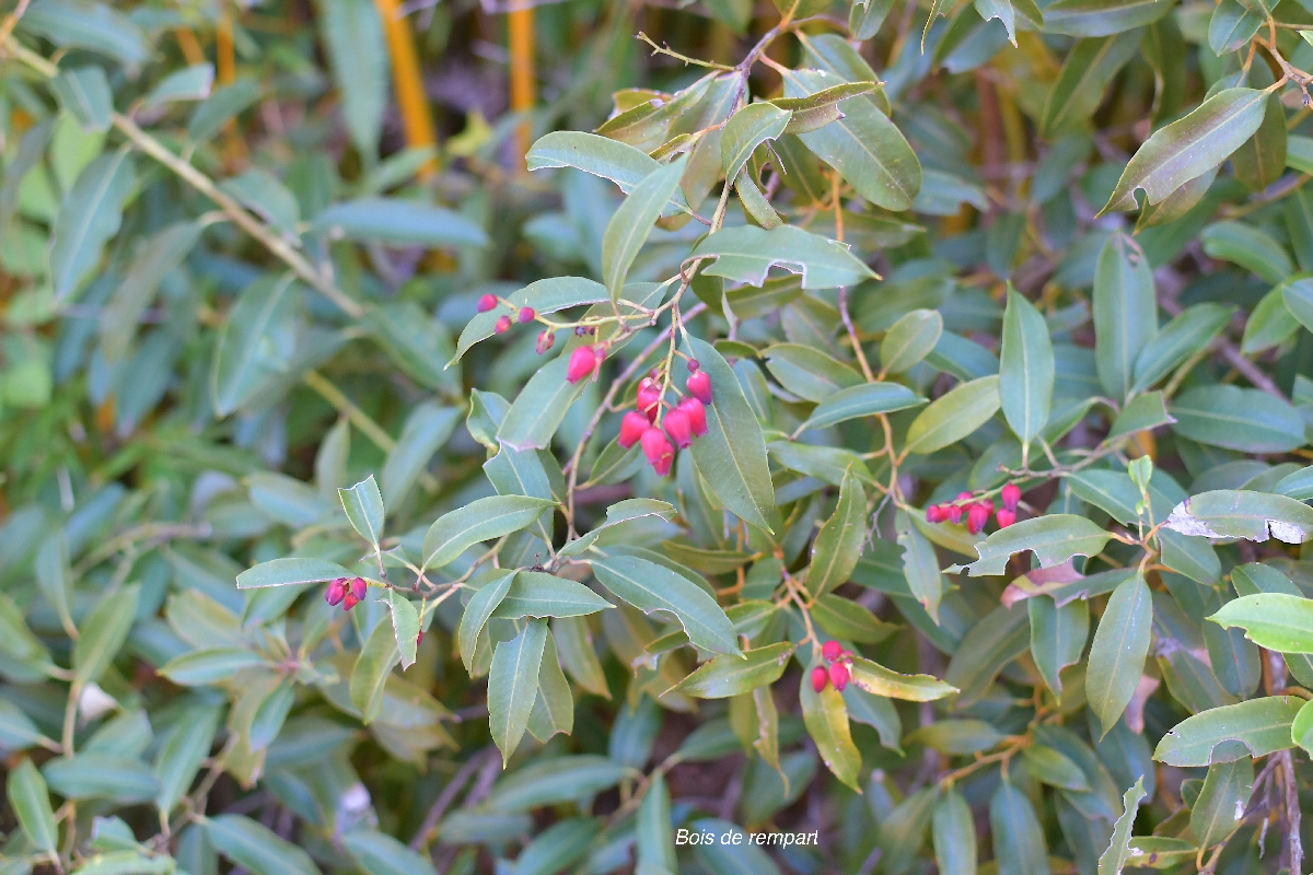 66 Agarista salicifolia Bois de rempart Ericaceae INDIGENE LA REUNION 