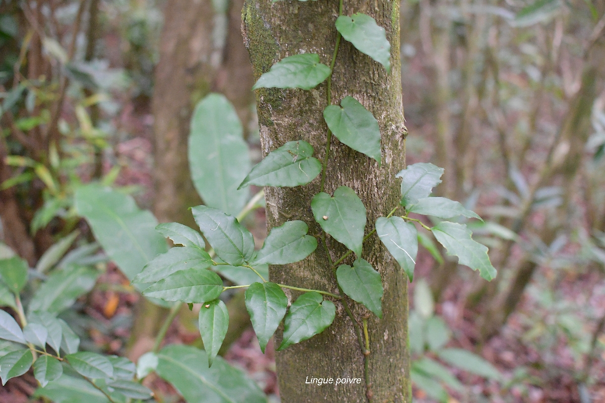 67 Piper borbonense Lingue poivre Piperaceae INDIGENE LA REUNION.