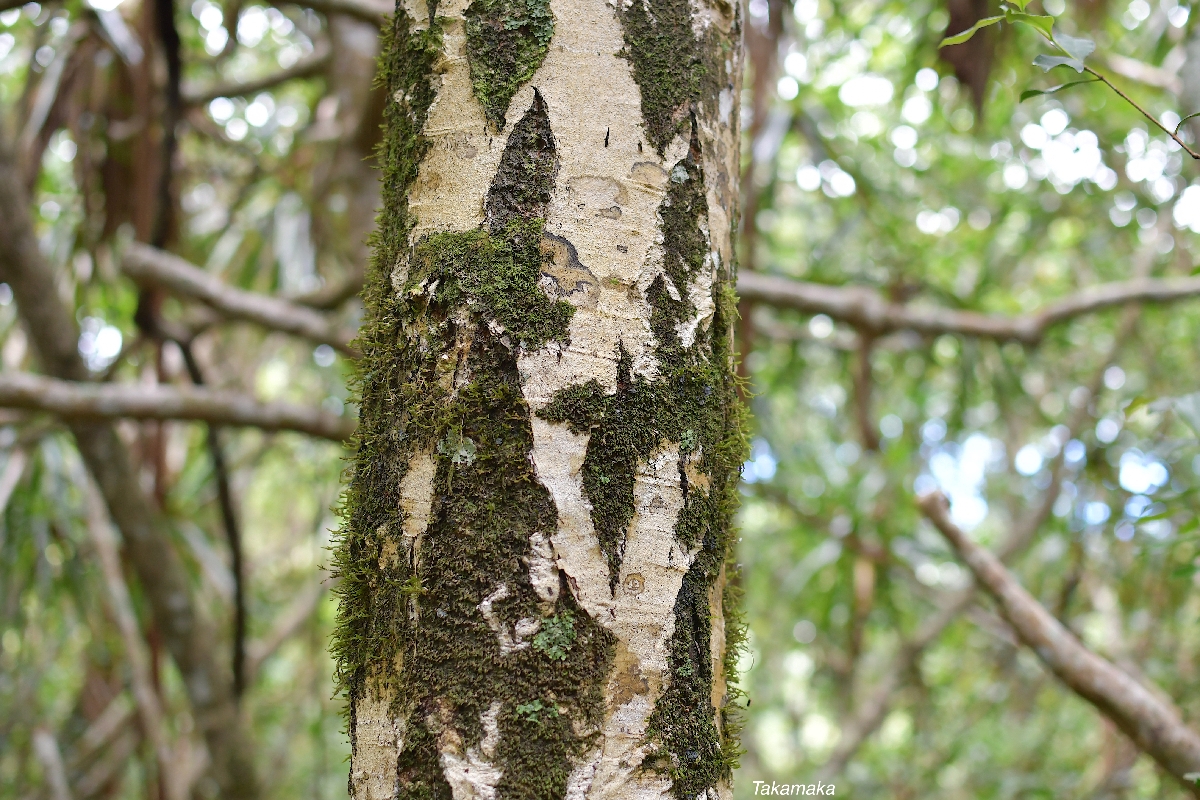 68 Calophyllum tacamahaca Takamaka Calophyllaceae ENDEMIQUE LA REUNION, MAURICE 