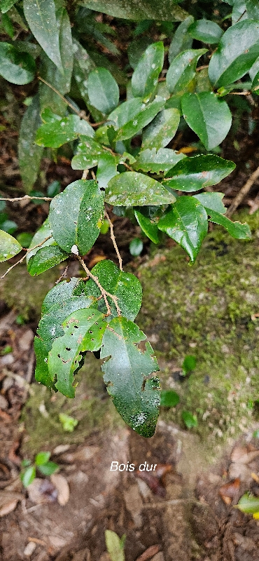 69  Securinega durissima Bois dur Phyllanthaceae INDIGENE LA REUNION 