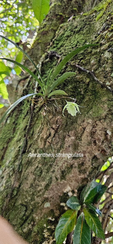 7 Aeranthes strangulata Orchidaceae ENDEMIQUE LA REUNION