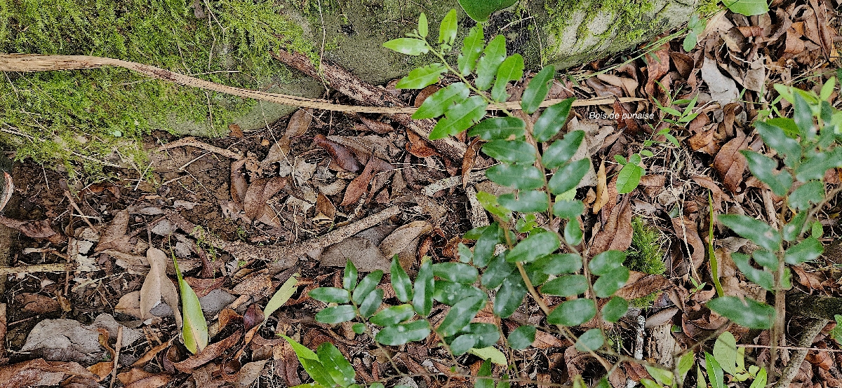 70  Grangeria borbonica Bois de punaise  Chrysobalanaceae ENDEMIQUE LA REUNION, MAURICE