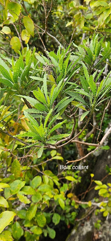 71  Psiadia dentata Bois collant Asreraceae ENDEMIQUE LA REUNION 
