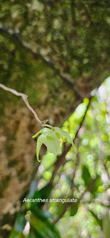 8 Aeranthes strangulata Orchidaceae ENDEMIQUE LA REUNION