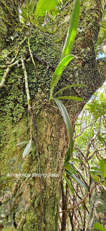 9 Aeranthes strangulata Orchidaceae ENDEMIQUE LA REUNION