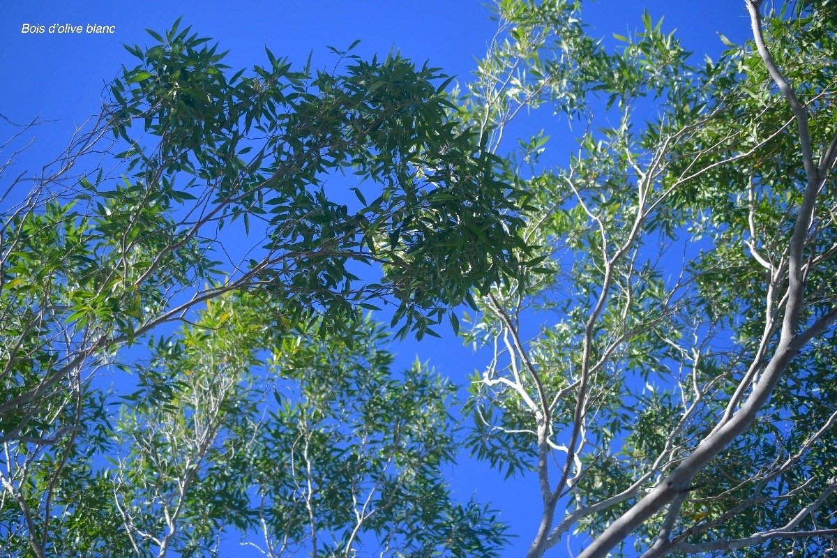 5704 Olea lancea Bois d'olive blanc Oleaceae Indigène La Réunion