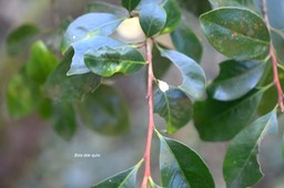 5712 Turraea thouarsiana Bois de quivi Meliaceae Endémique Réunion , Maurice