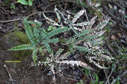 5717 Adiantum hispidulum Pteridaceae Indigène La Réunion