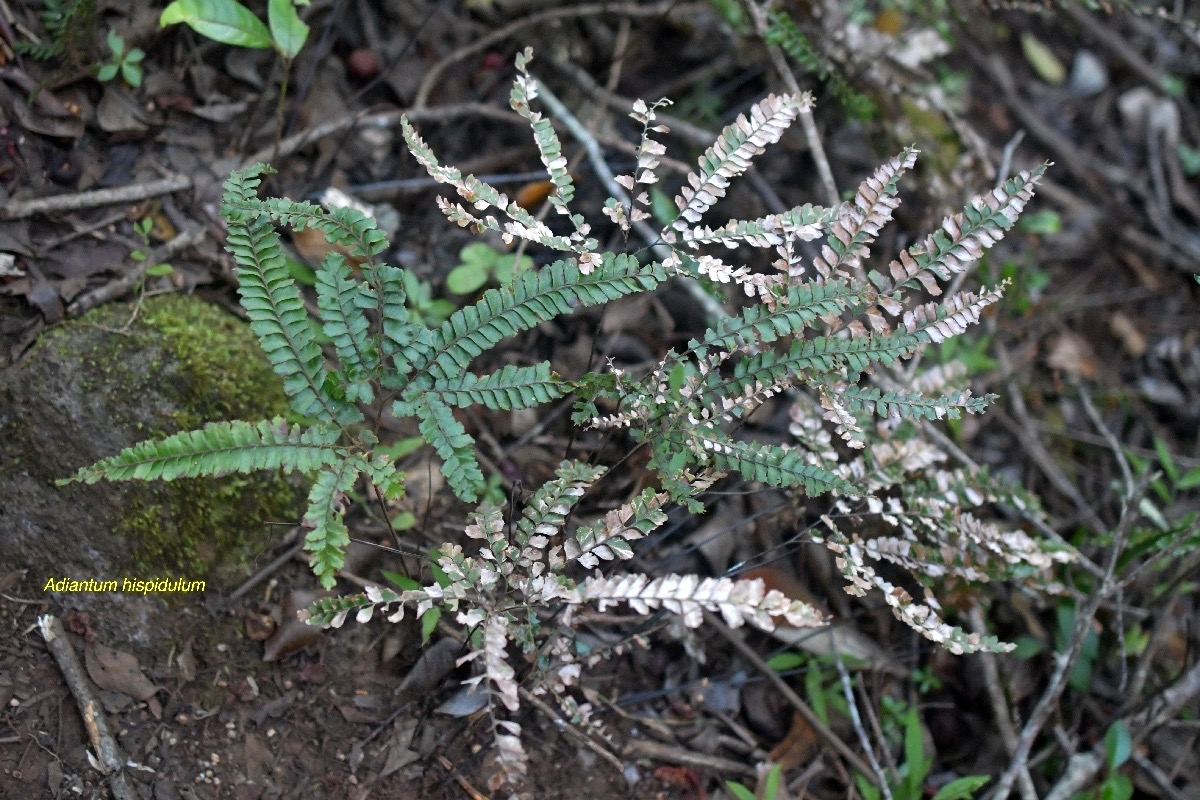 5717 Adiantum hispidulum Pteridaceae Indigène La Réunion