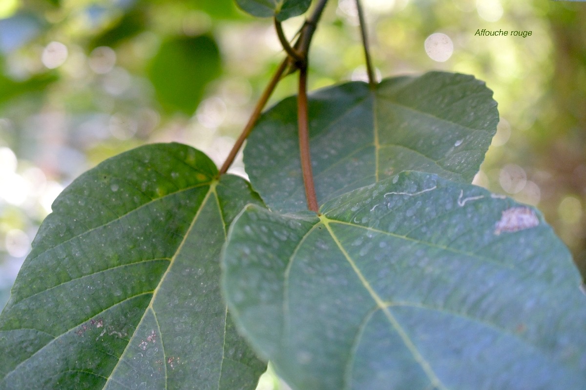 5723 Ficus mauritiana Affouche rouge Moraceae Endémique Réunion, Maurice